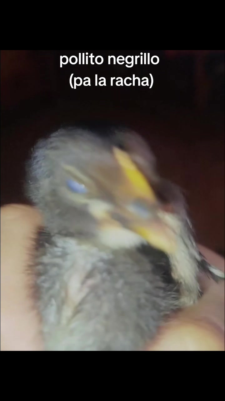 @❕✨UwU✨❕