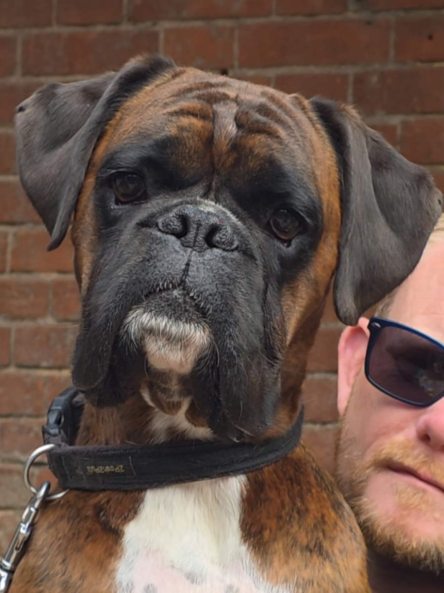@Clive The Boxer Dog