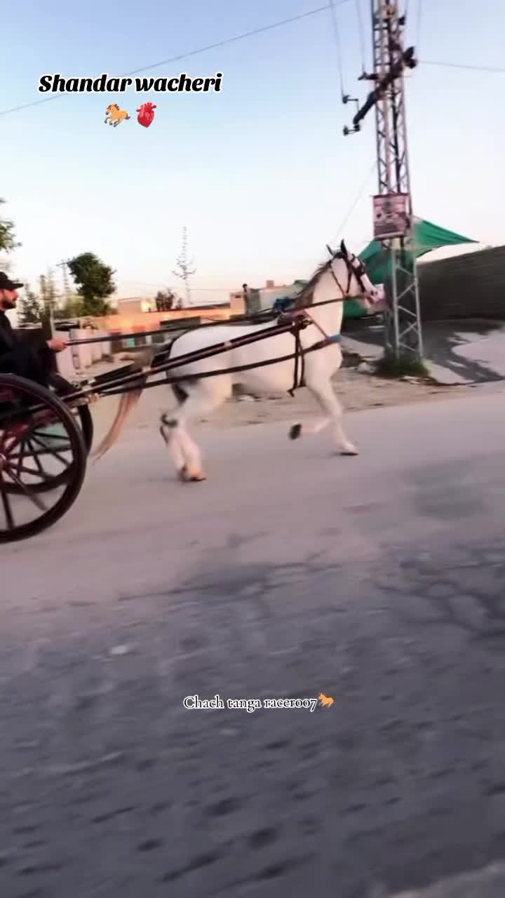 @Chach tanga racer007🐎