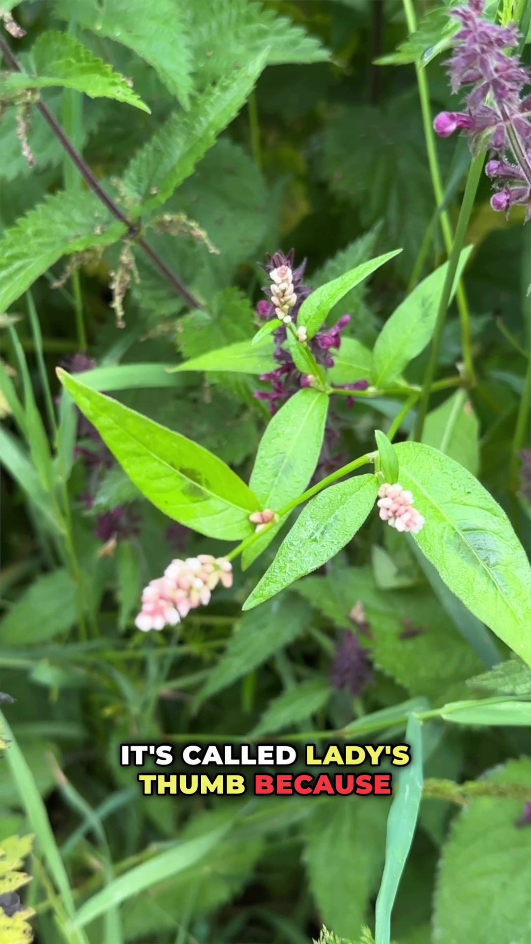 @Eat The Country