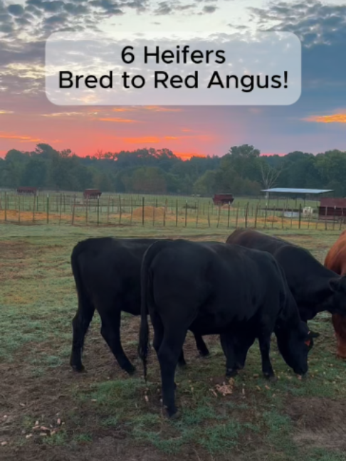 @Rutherford Land and Cattle