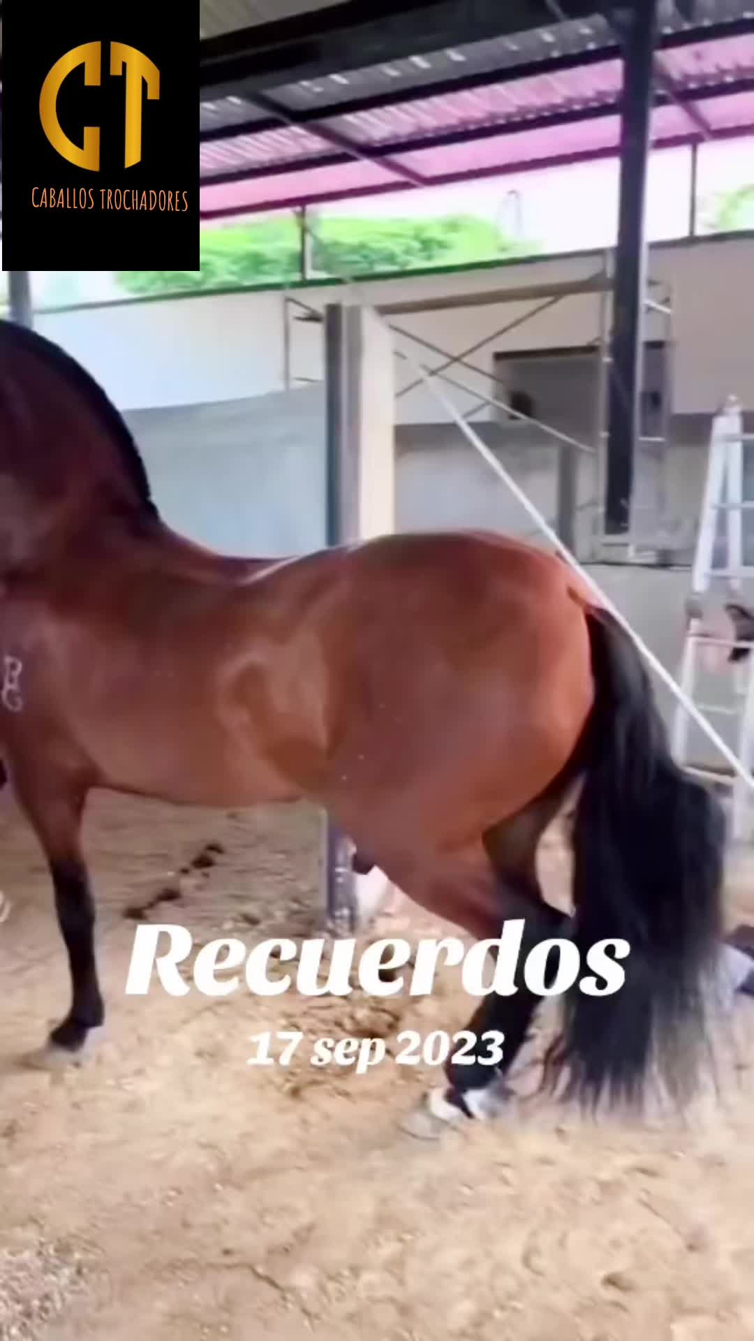 @Caballostrochadores