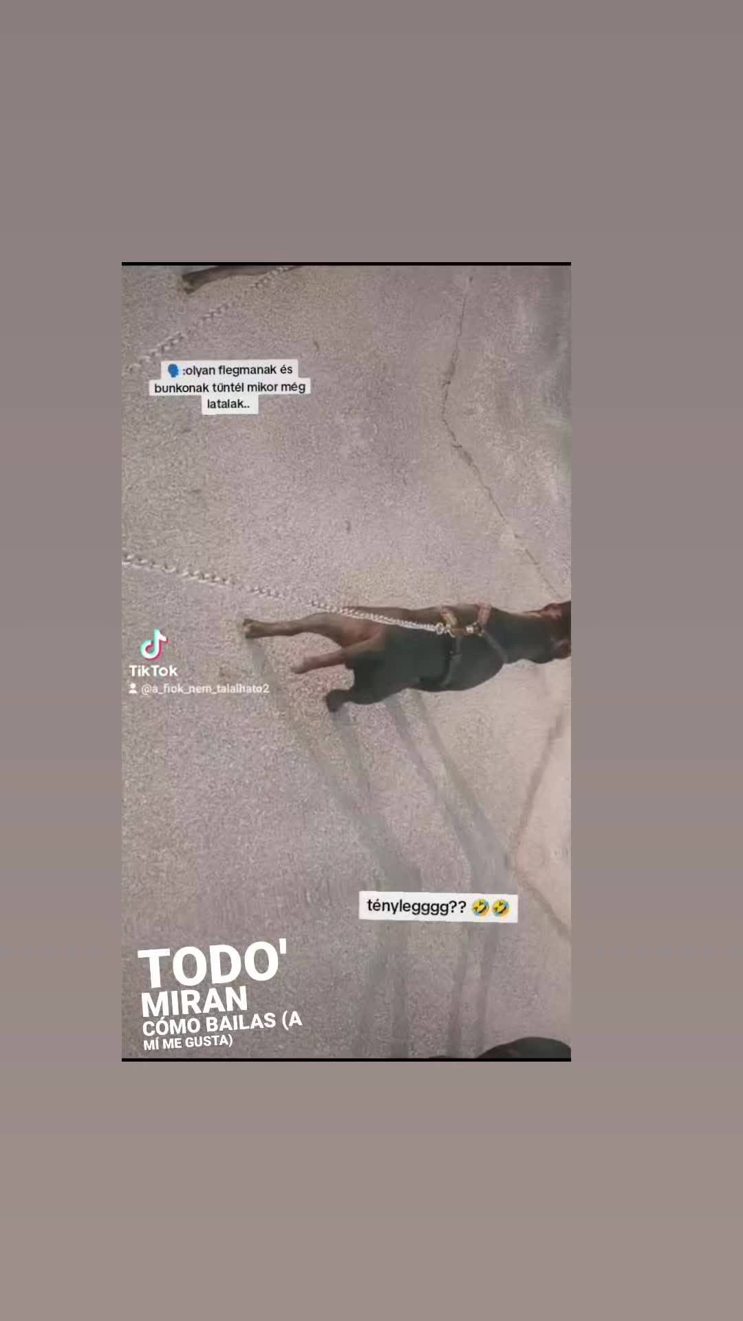 @szamodra_csakh_tifiiiii