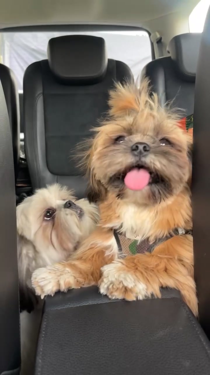 @Oscar😎  Lyalya 🥰 Hugo😜