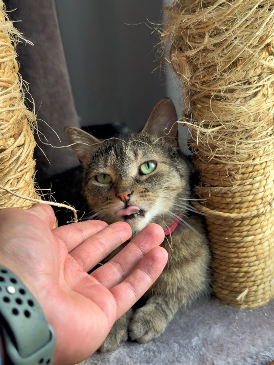 @Bellarda the cat