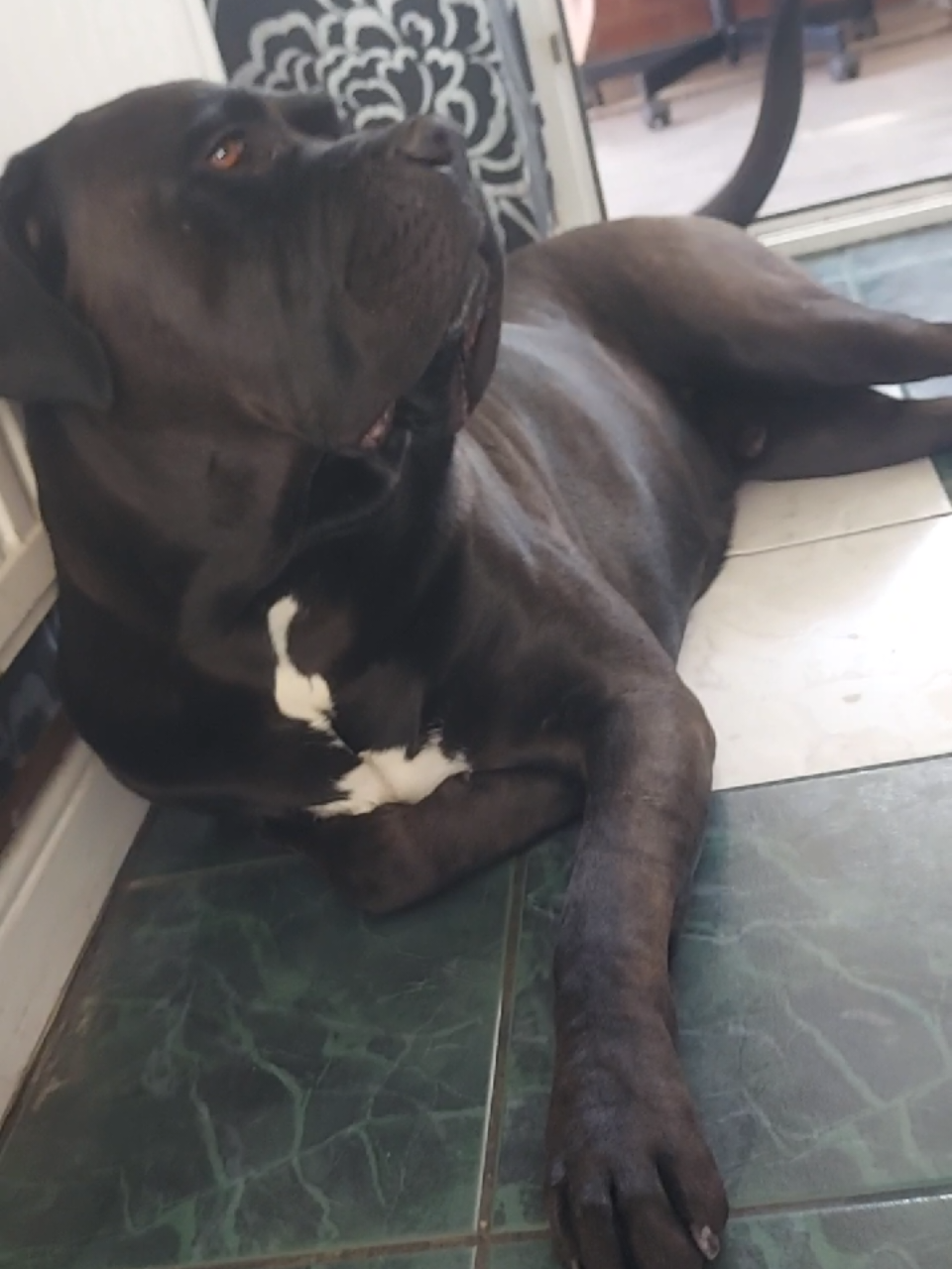 @Canecorspuppy