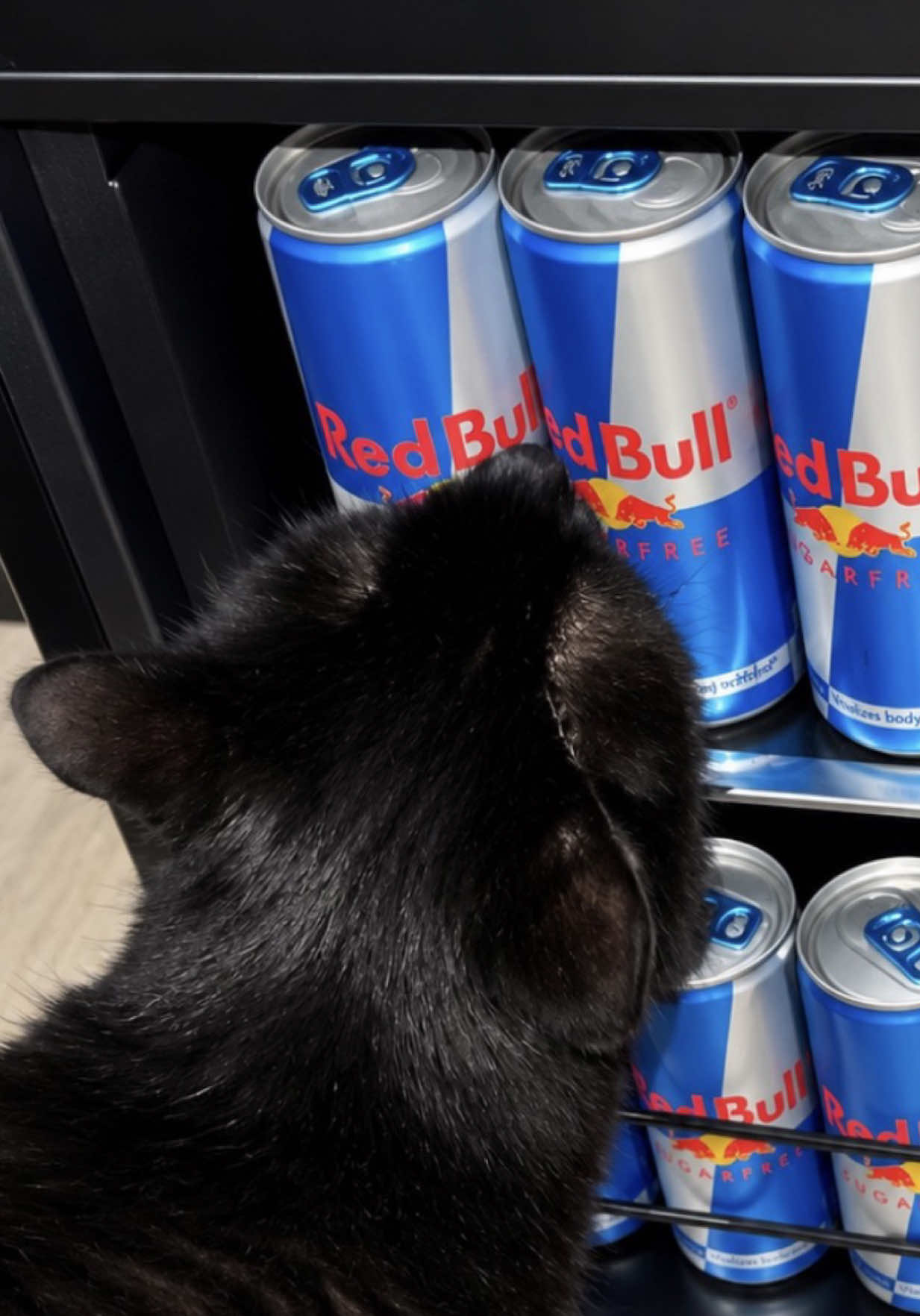 @Teefie_tribe 🐈⬛🐈⬛🐈🦷🦷