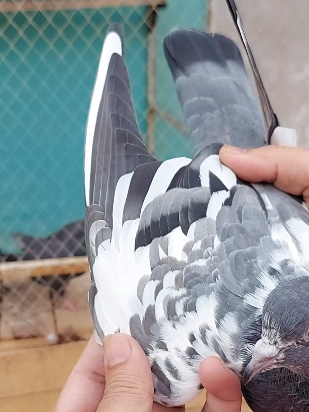 @Pak Pet Zone ( Shebi Shokeen )