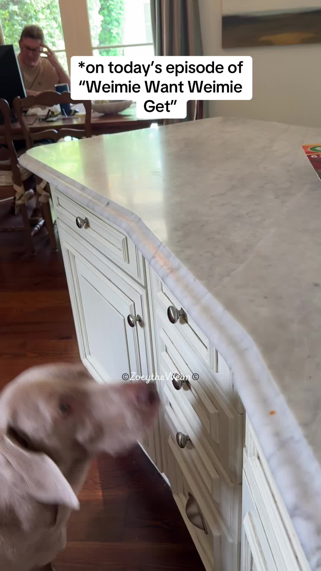 @Zoey the Weim
