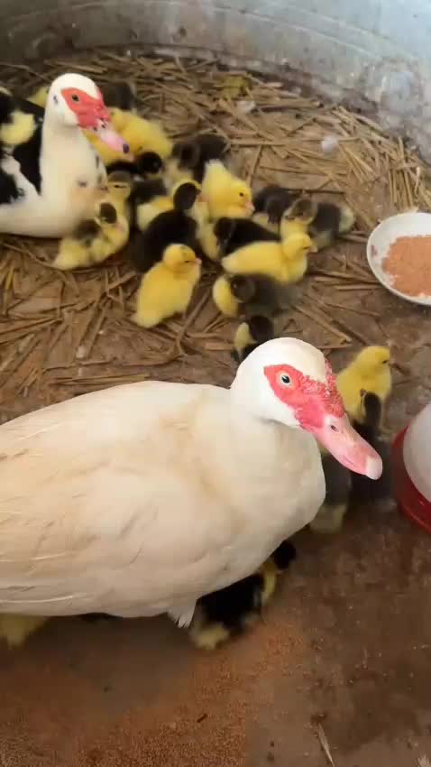 @animal family 0302