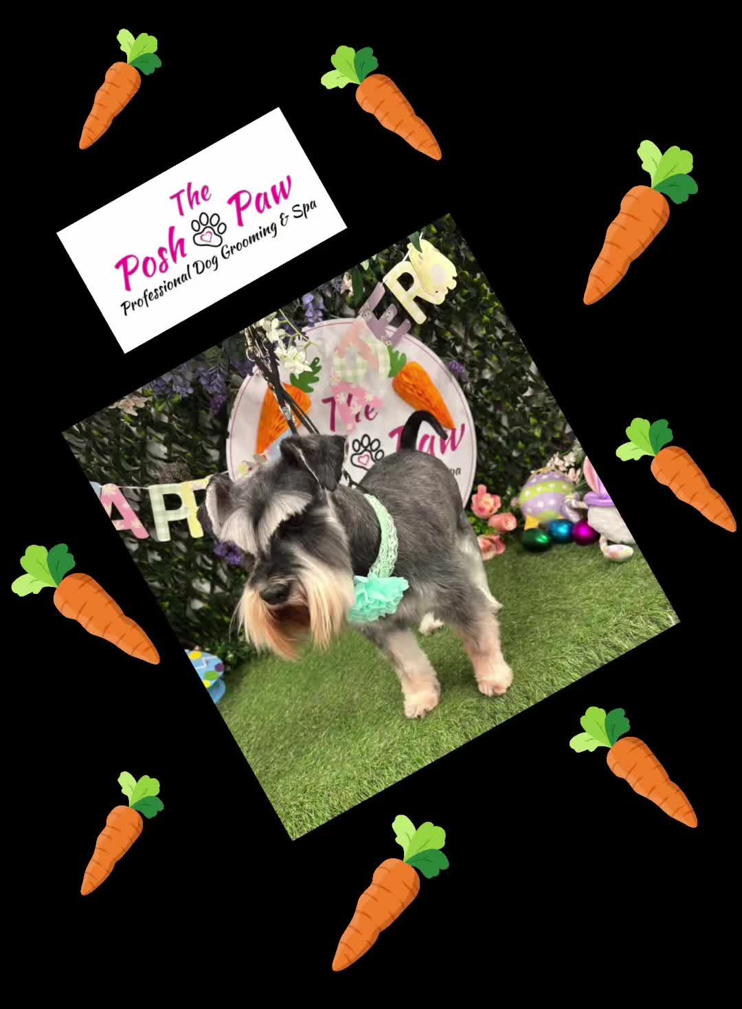 @The posh paw