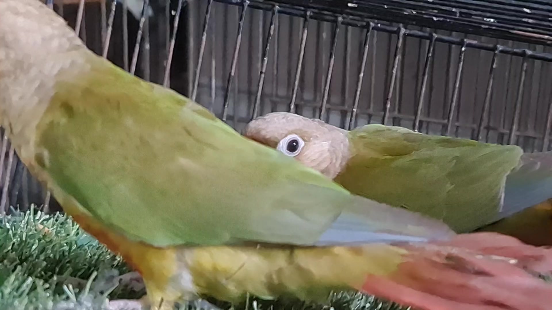 @ROYAL BIRD US