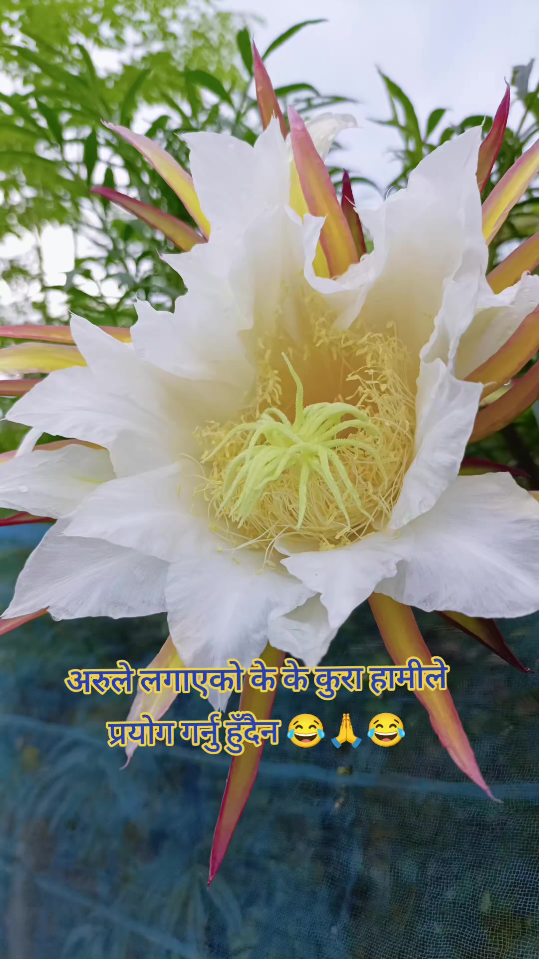 @mahimastha456