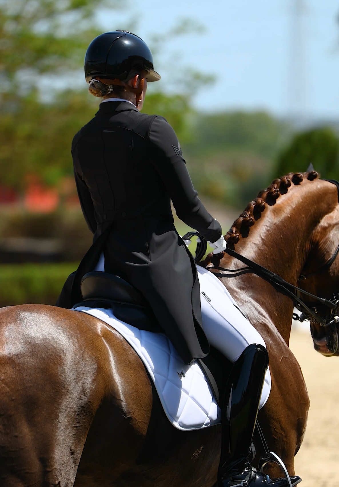 @Maximilian Equestrian
