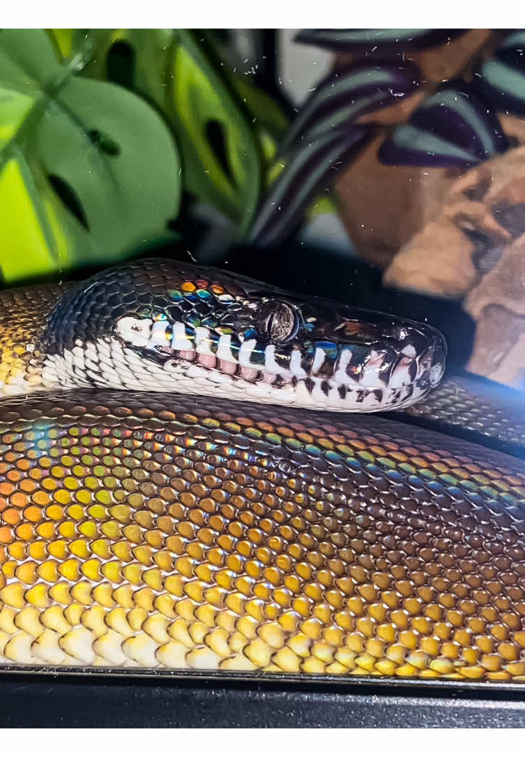 @Snakes_of_Leslie🐍