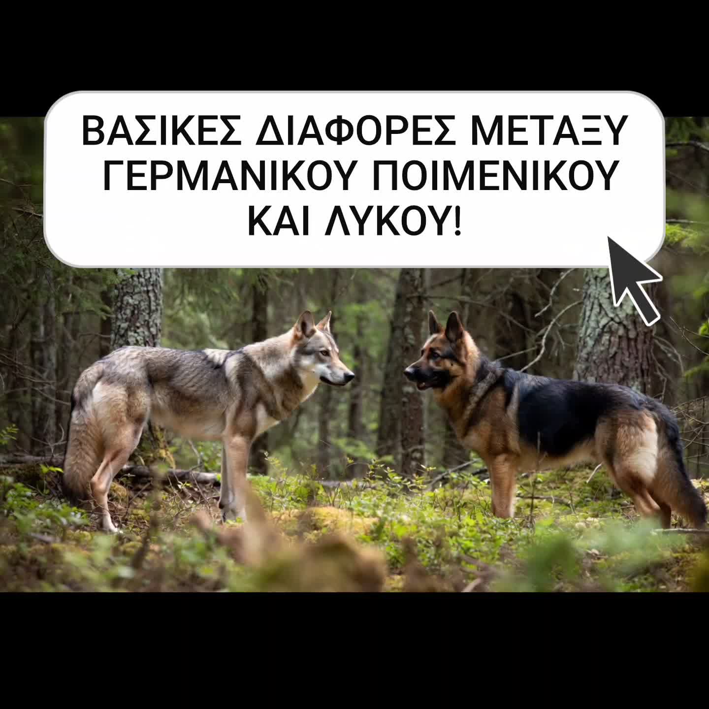 @dogtrainingbymelina