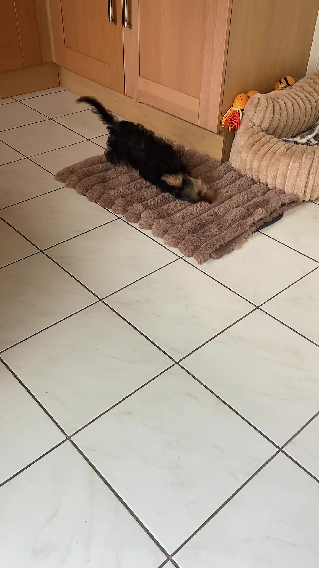 @Benjie the Yorkie