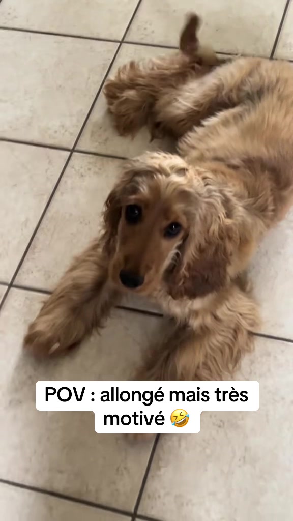 @coeur.de.cocker