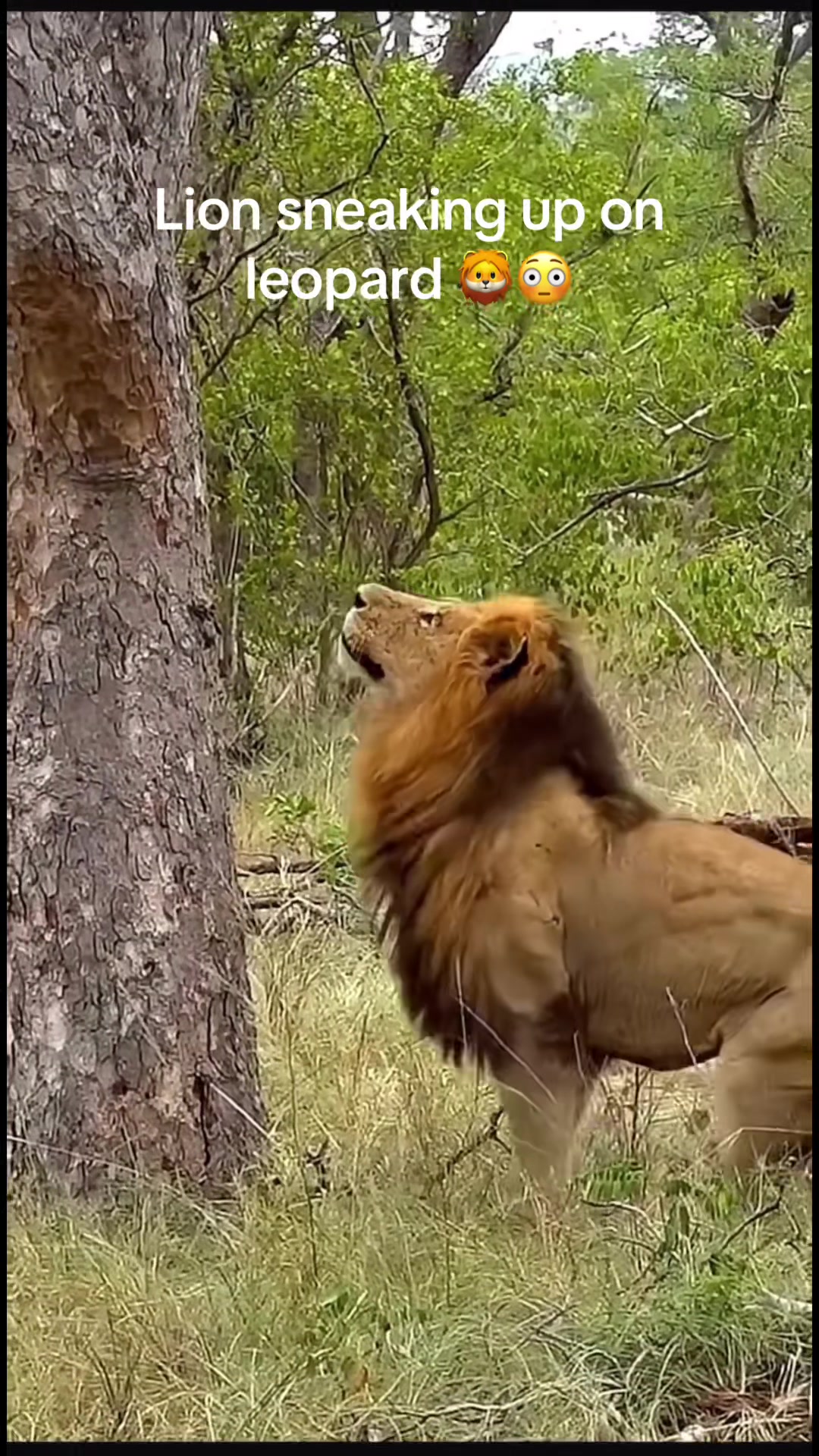 @KJ@LoveAnimalsEpicNature