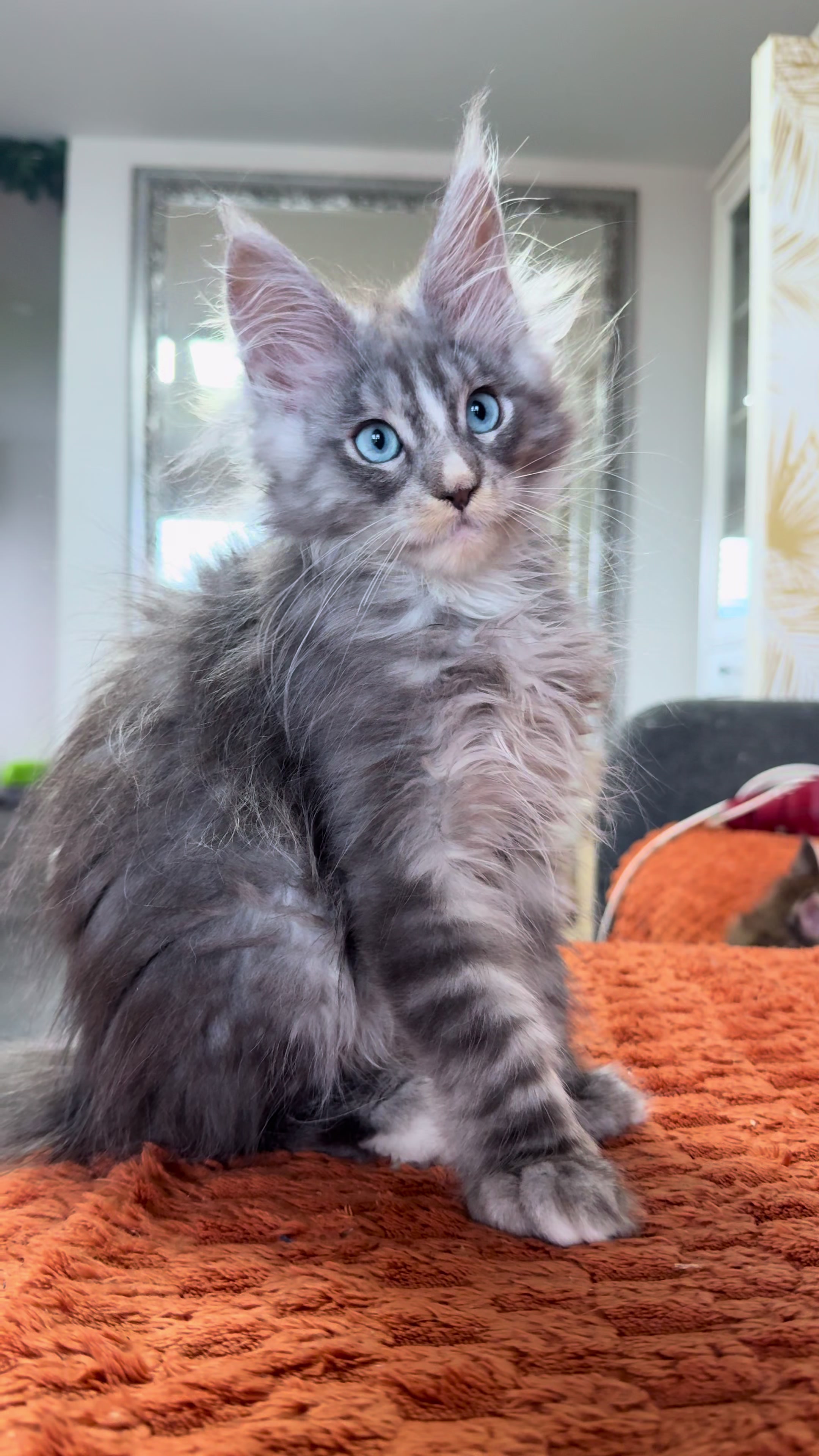 @WilderRegenbogenMaineCoon