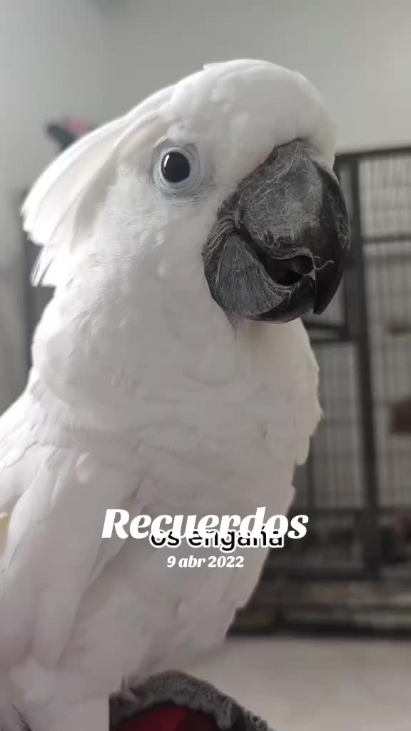@todosbichosmios