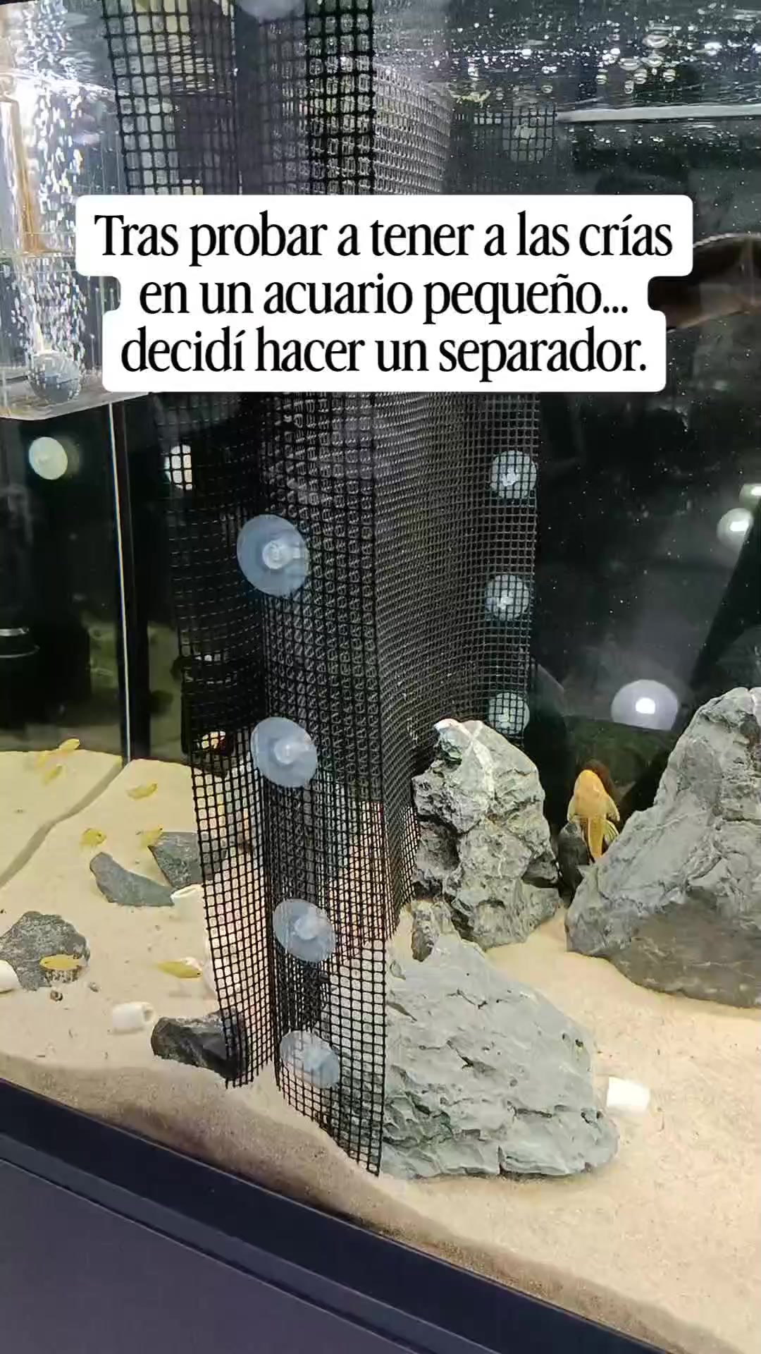 @Acuariosuna
