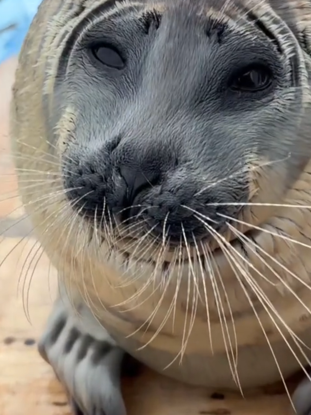 @🩷🎀 seal 🦭🩷