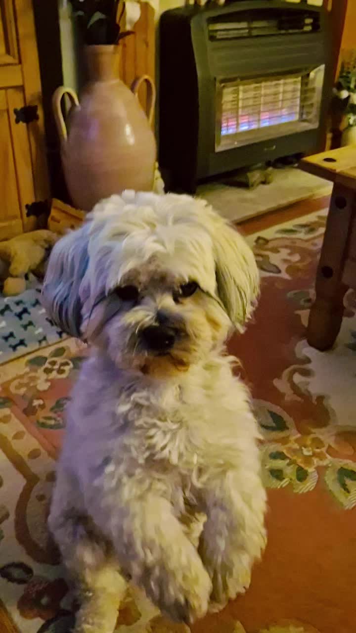 @Teddy bear dancingdog