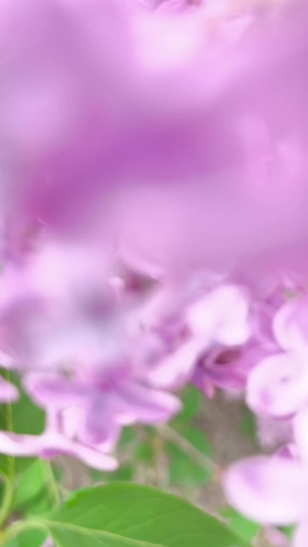 @annie_snajdr
