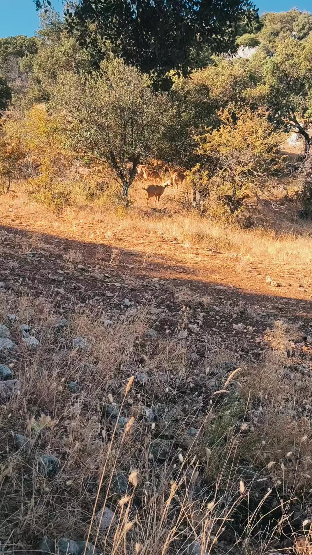 @juan.AKAB.ElCabrero