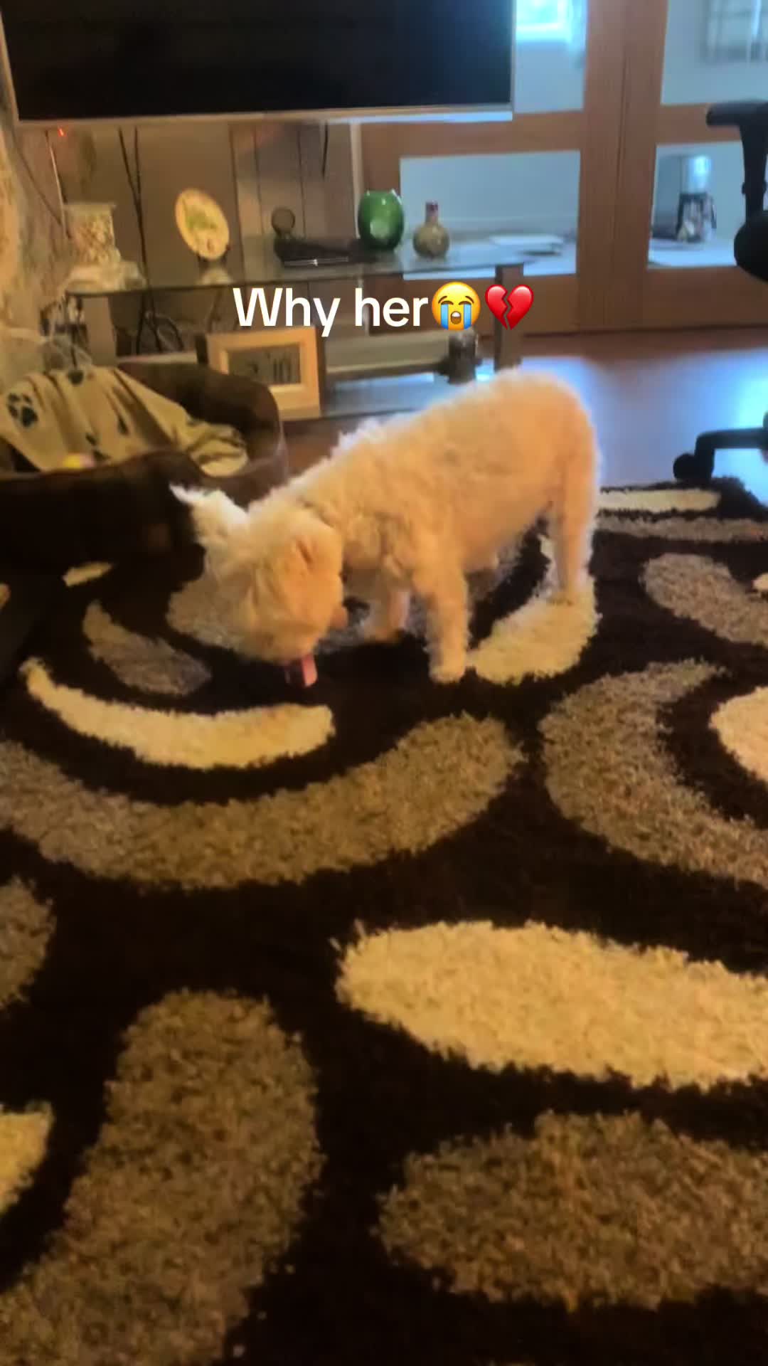@SHERRALEE|PETLOSS|MENTALHEALTH