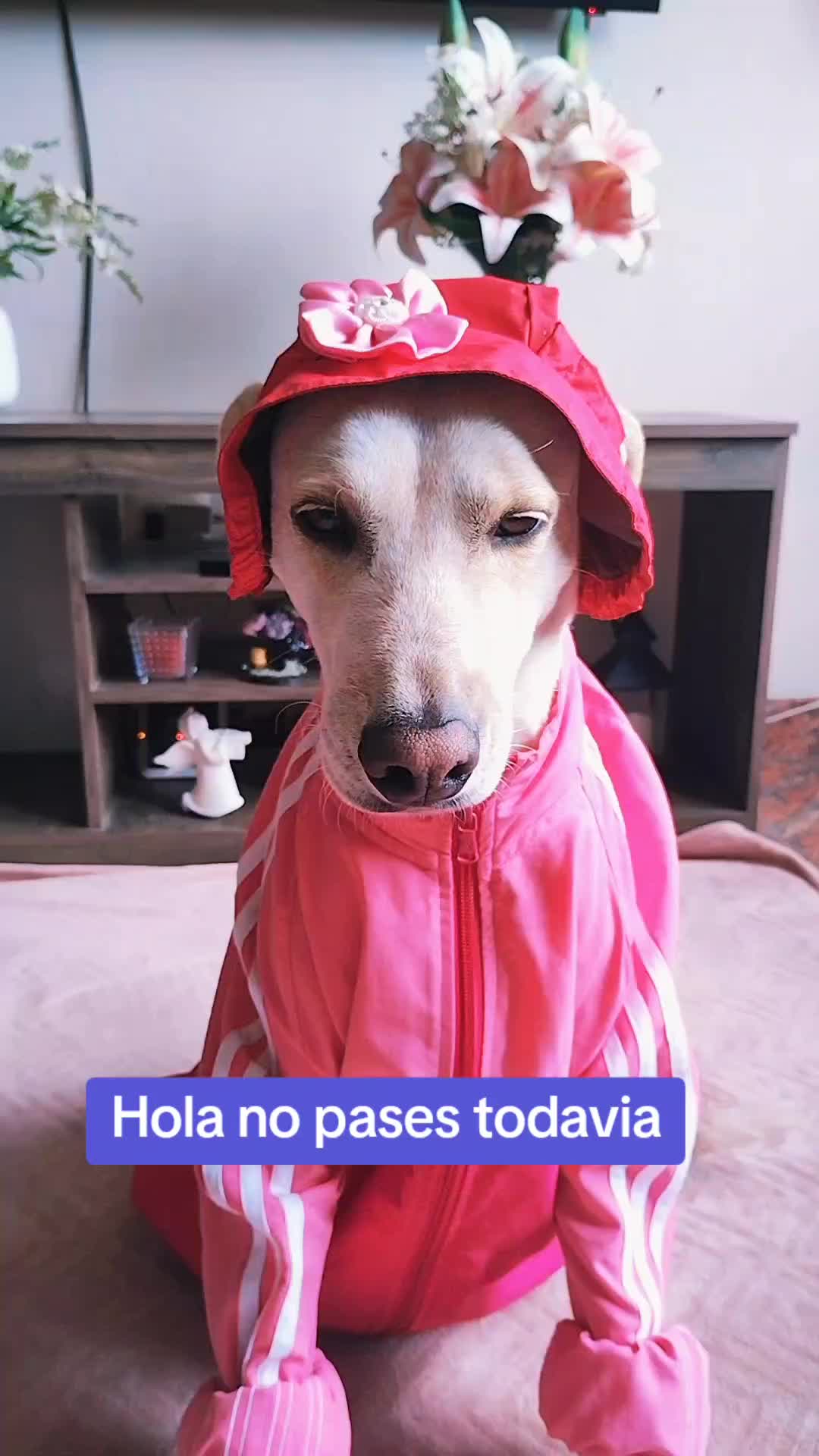 @winnie ❤🦮