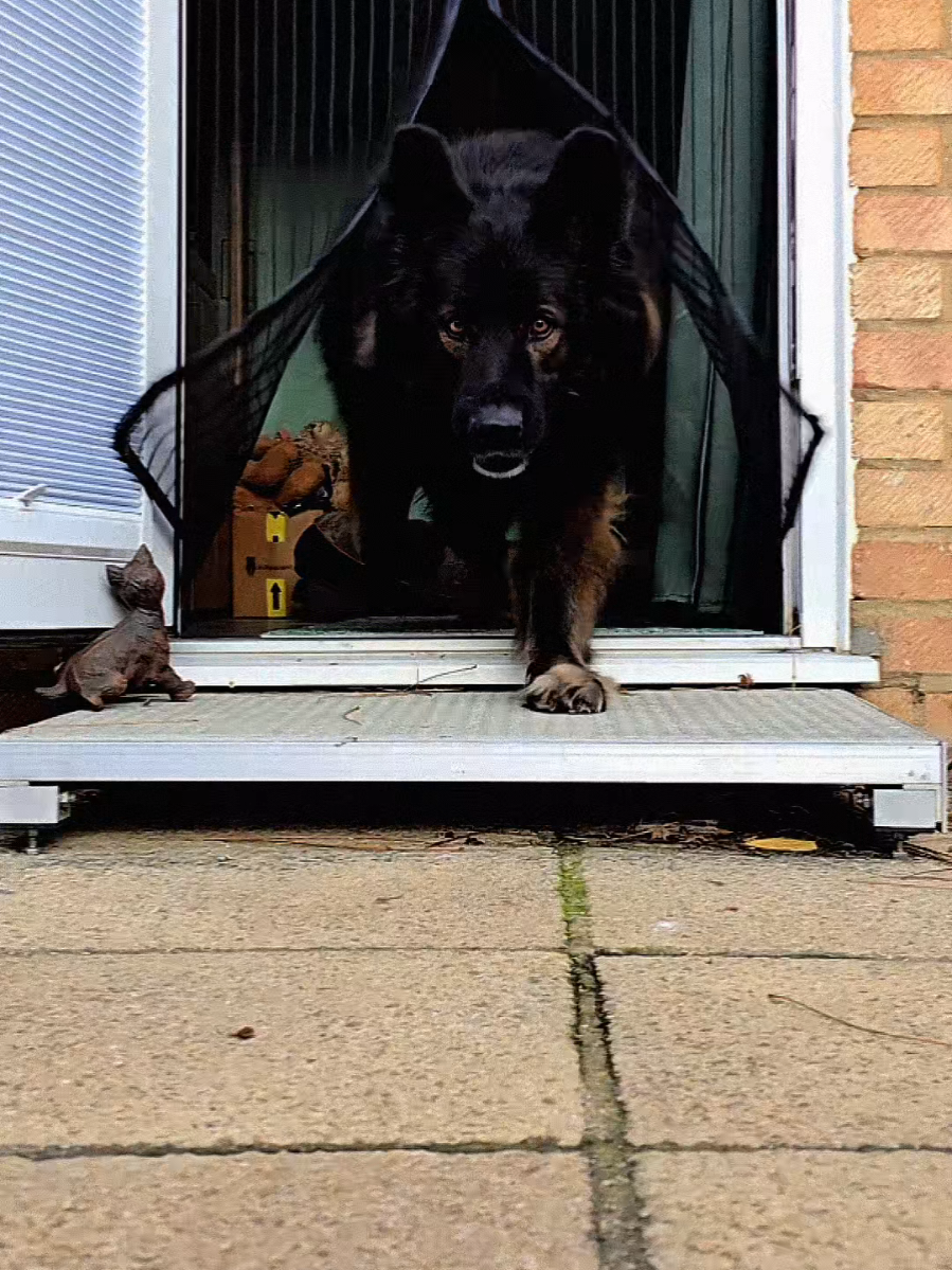 @Baloo_boy_gsd