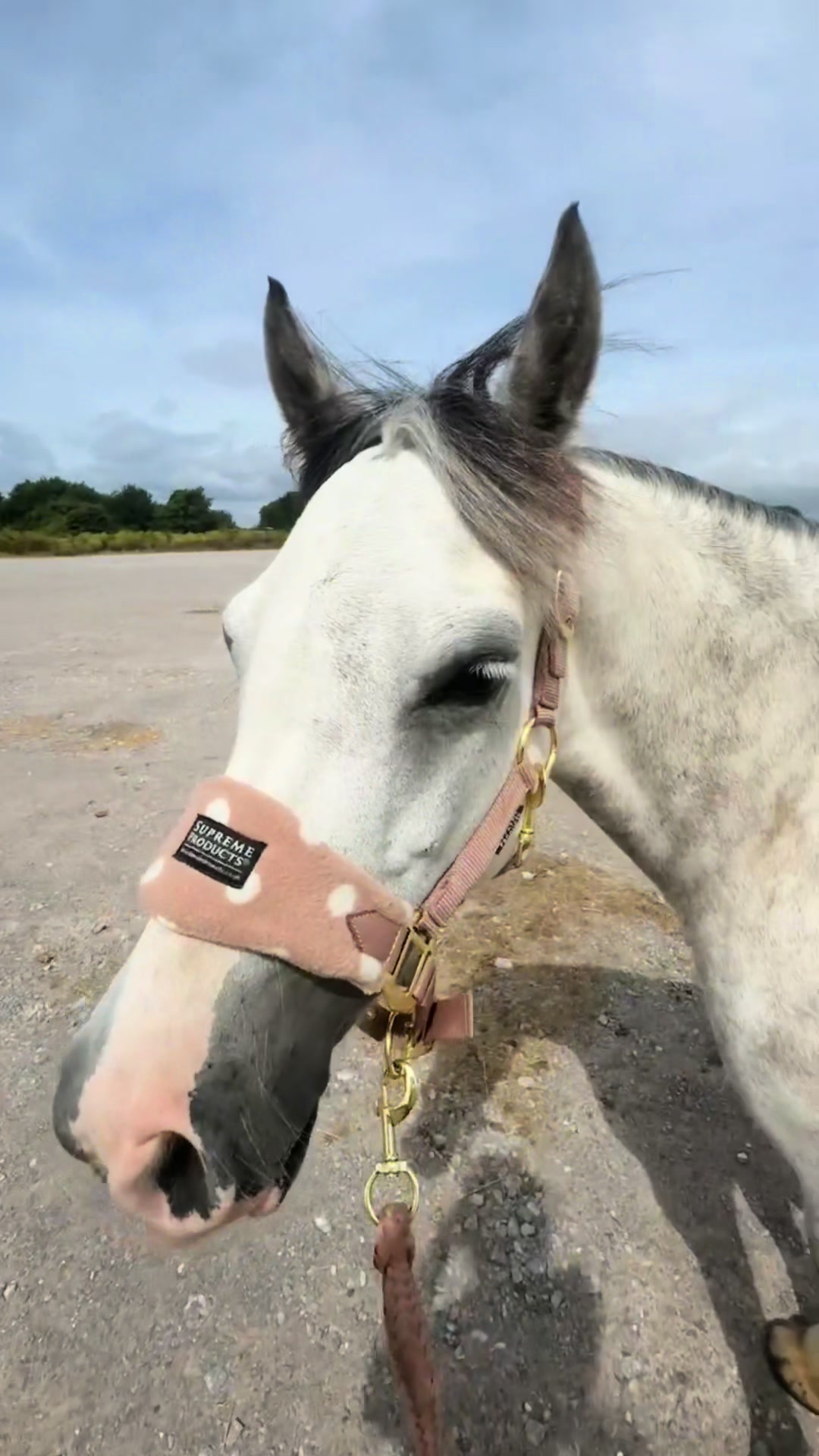@poppy 🌾🐴 🇬🇧