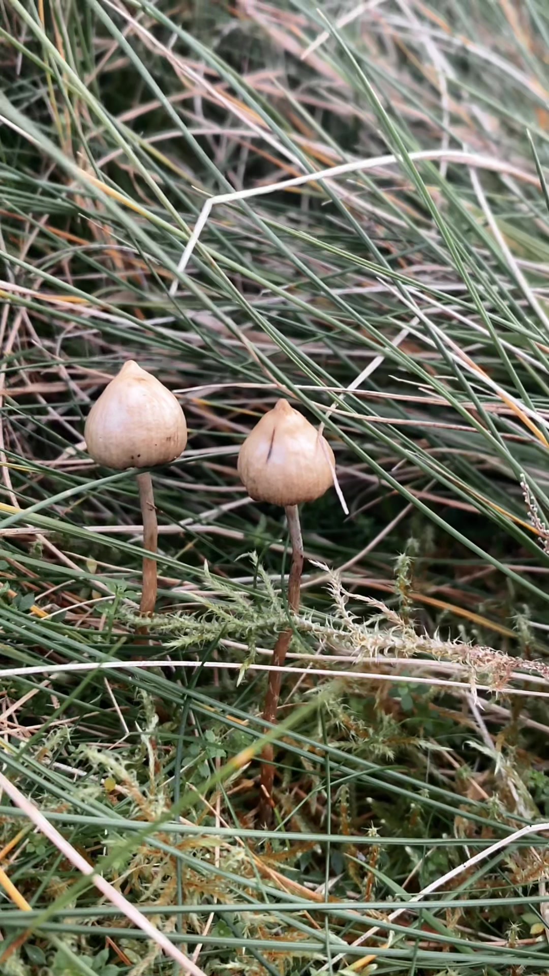 @MementoMushroom