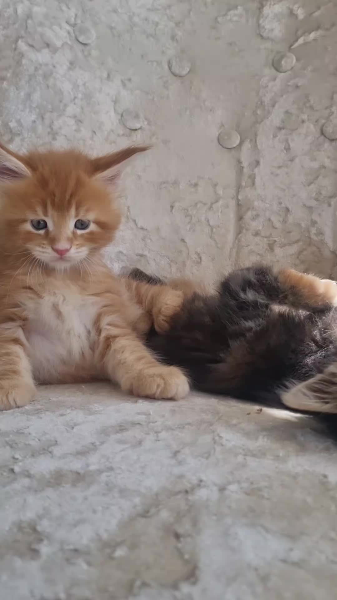 @Dollzuki Maine Coons