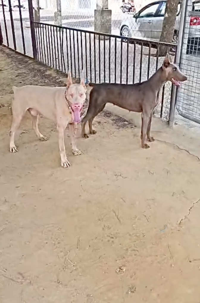 @Mascotas ,cachorritos bonitos