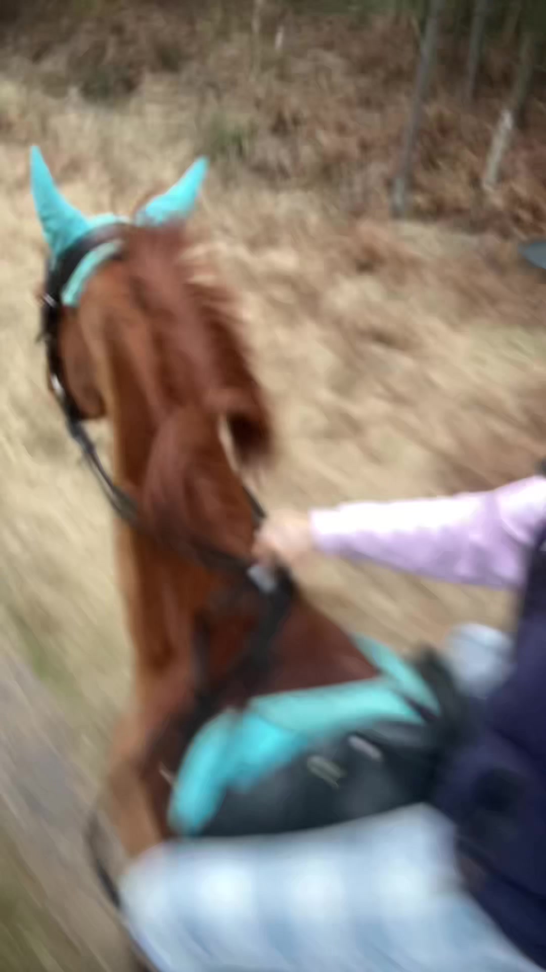 @ell 🌾🐴