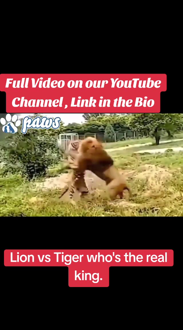 @pawstok