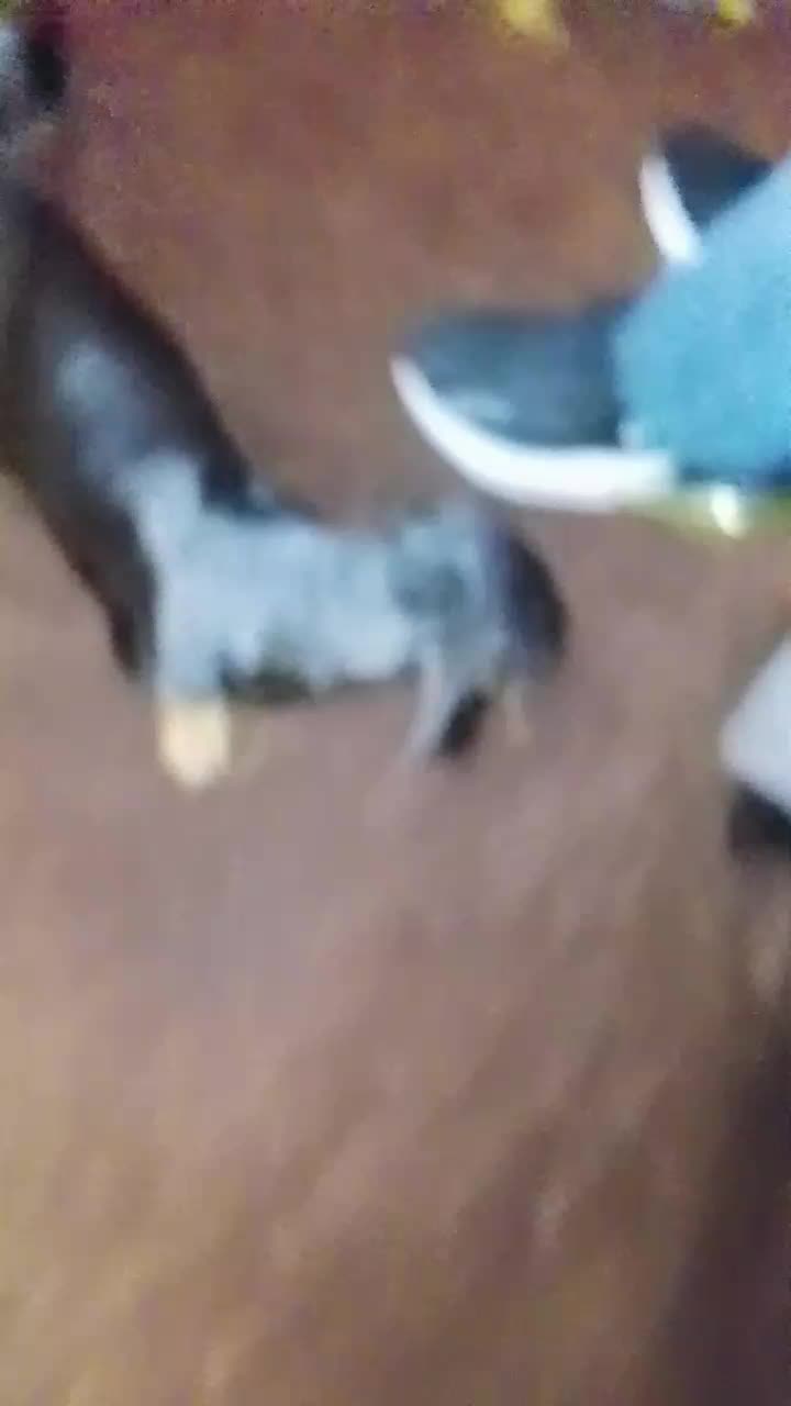 @petfamily4