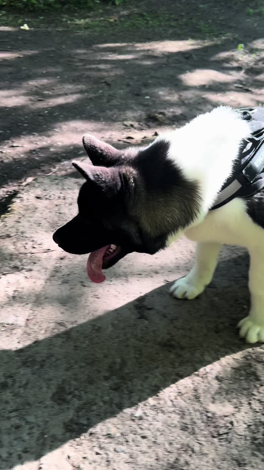 @EnzoTheAkita