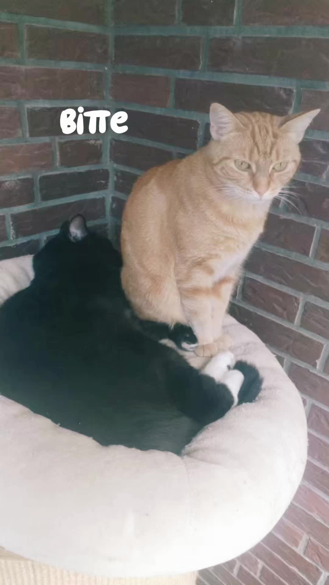 @❤️ɐuı̣ɹɐɥʇɐꓘ❤️