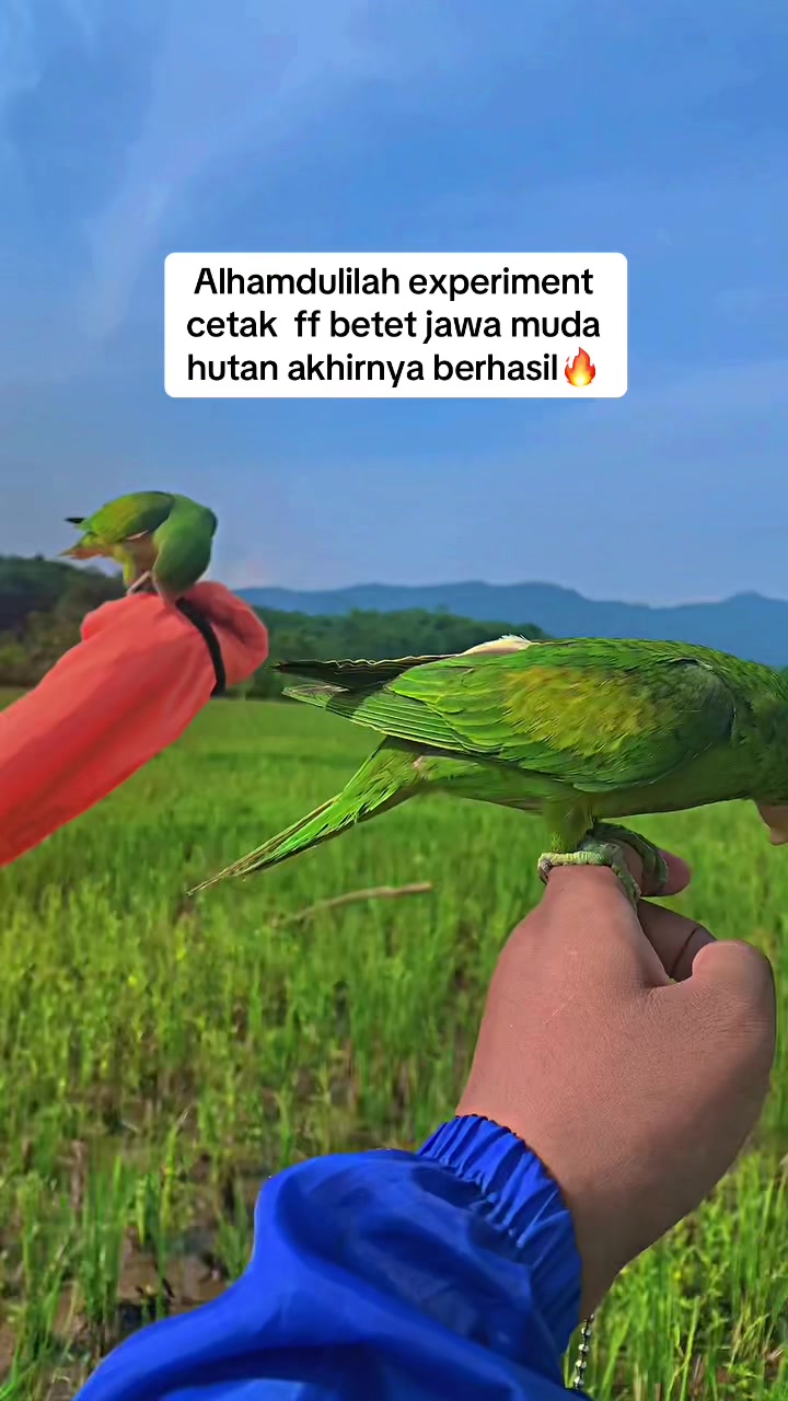 @Seputar Burung Free Fly