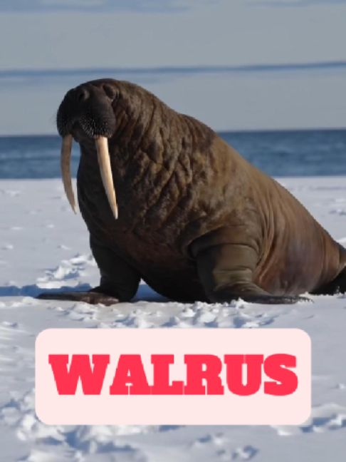 @WildlifeWonderTV Animal Facts