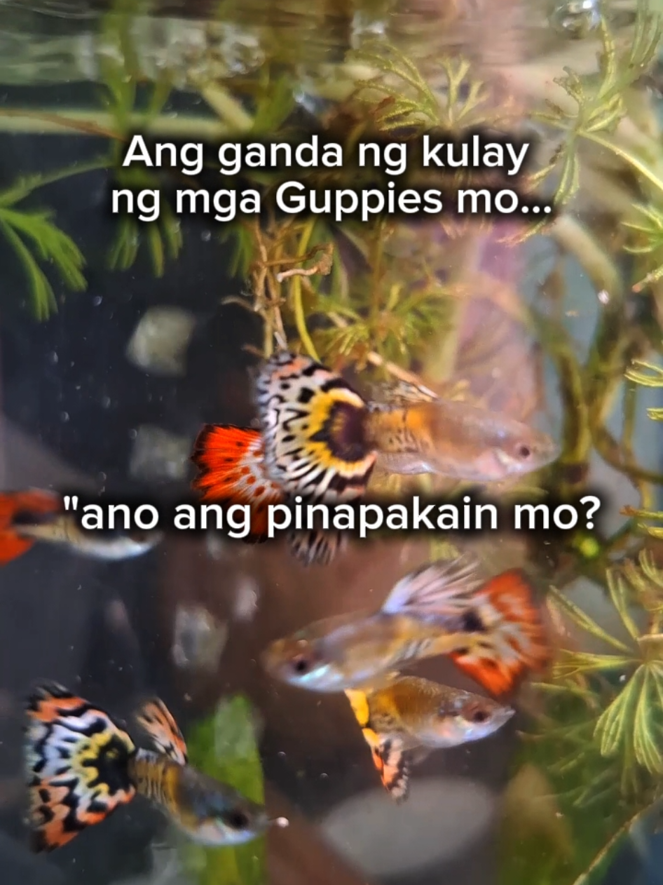@Gene Baradi