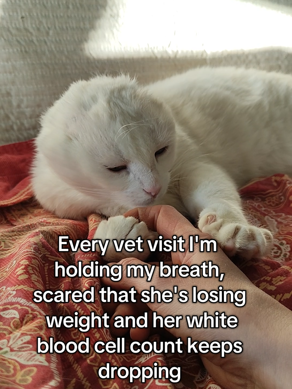 @Fluffy - the persian cat