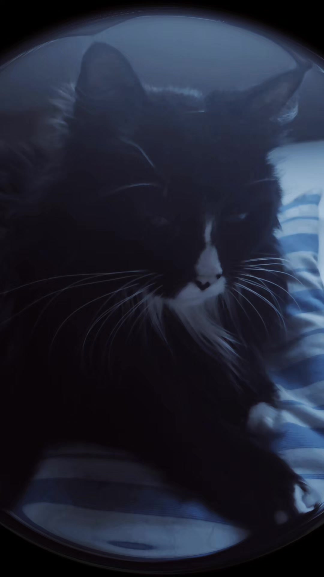 @AtticaTheTuxedoCat