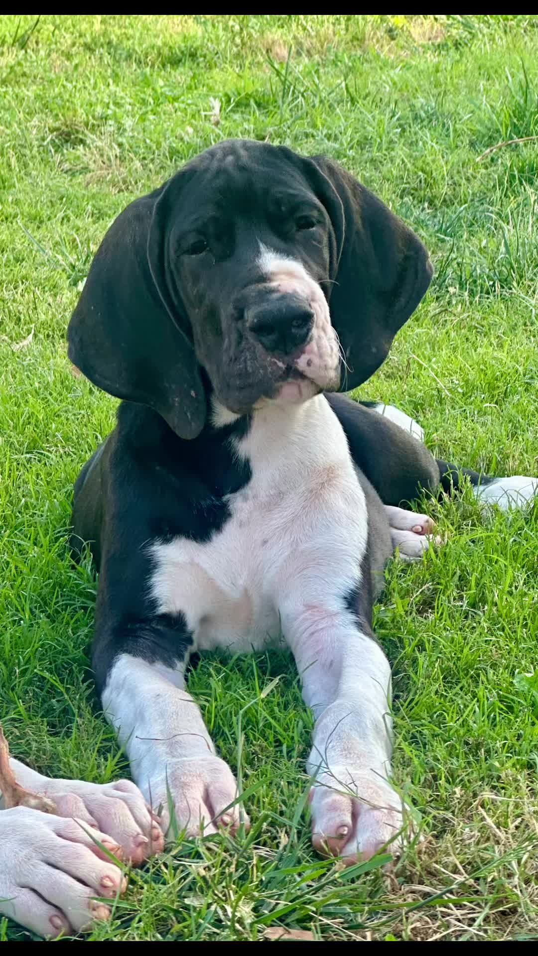 @Dеlмаdоg 🐾