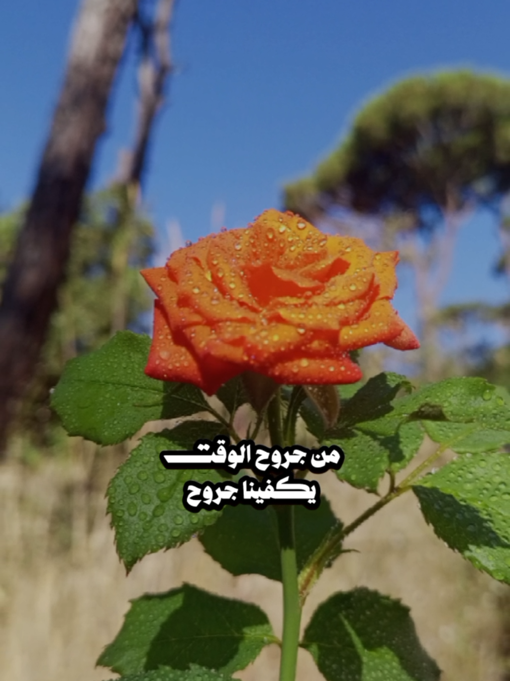@lavendr81