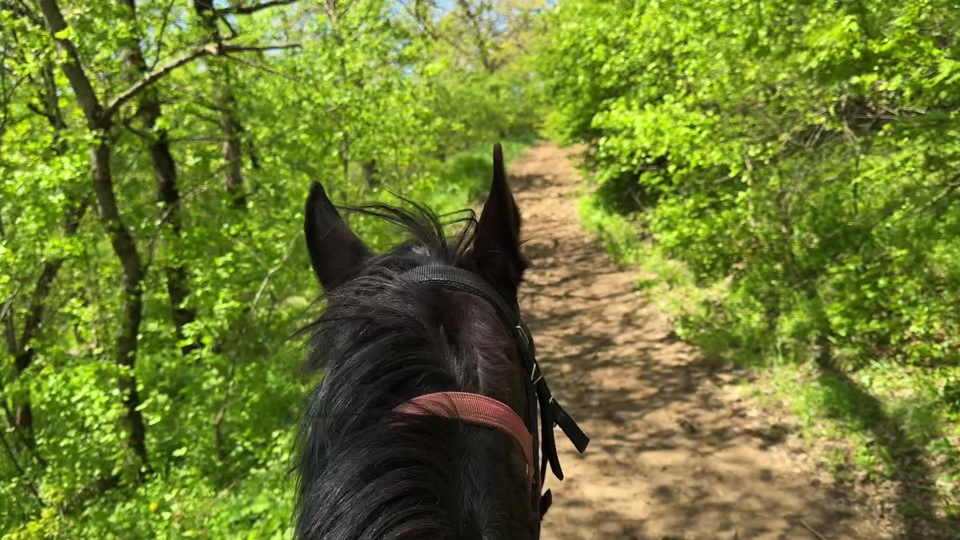 @horselakia